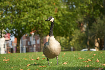 Canada goose on grass