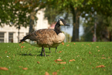 Canada goose on grass