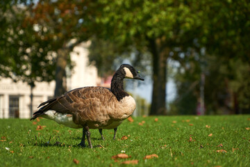Canada goose on grass