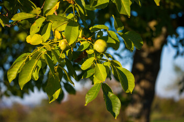 Walnuss auf einem Baum im Frühherbst / walnut on a tree / Juglans regia