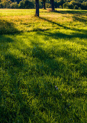 Lange Schatten auf dem Gras einer Streuobstwiese im Frühherbst