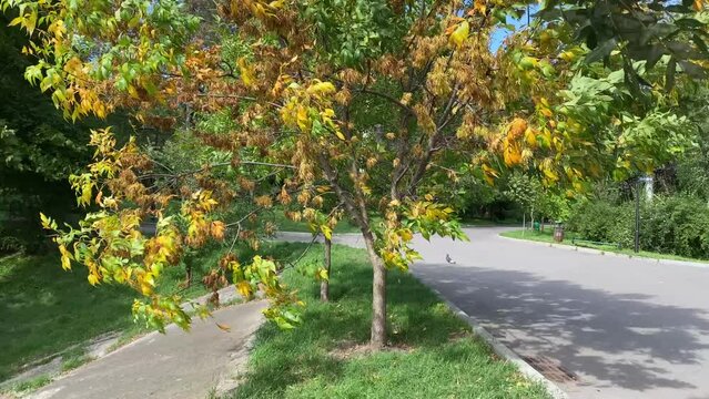 Yellow tree in calm day, branches moving in the wind