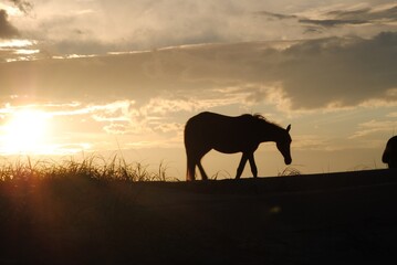 Fototapeta na wymiar Horse on the dunes