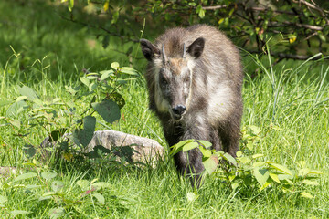 野生の日本カモシカの若い個体 © cat_smile