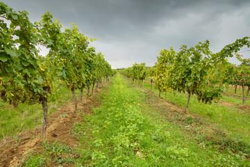 Naklejka premium Weinreben zur Zeit der Weinlese im Herbst