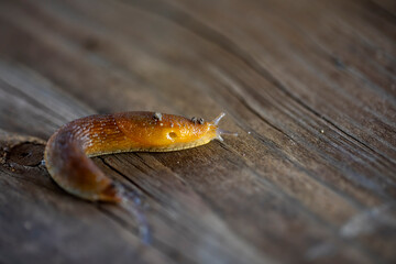 Slug, or land slug. Natural scene from Wisconsin.