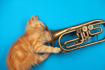 Ginger kitten playing with trumpet on the blue background