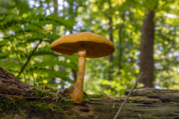 Autumn wood-destroying fungi growing on old trunks and stumps