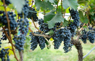 Naklejka premium Red grapes with green leaves on the vine. Vine grape plants outdoors