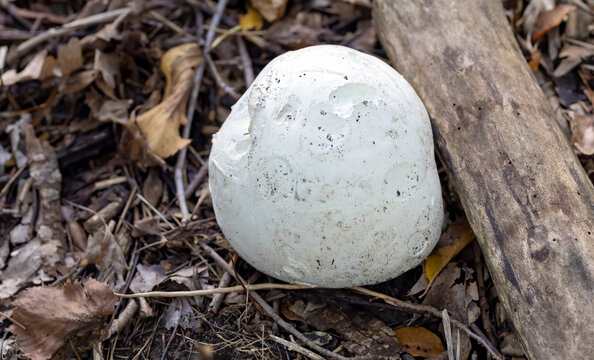 Giant puffball (Calvatia gigantea)  is a puffball mushroom commonly found in meadows, fields, and deciduous forests usually in late summer and autumn
