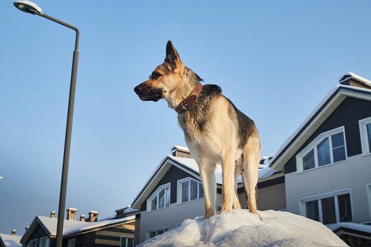 Dog German Shepherd outdoors in a winter day. Russian guard dog Eastern European Shepherd in village in cold time with snow