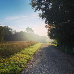 Fototapeta na wymiar foggy sunrise on a path with green trees