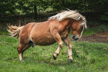 Portrait of a chestnut noriker draft horse gelding having fun on a pasture in summer outdoors at a rainy day