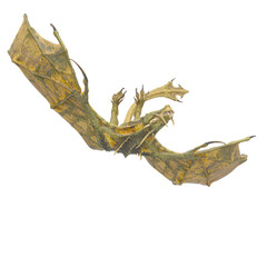 dragon is flying and diving on white background bottom view