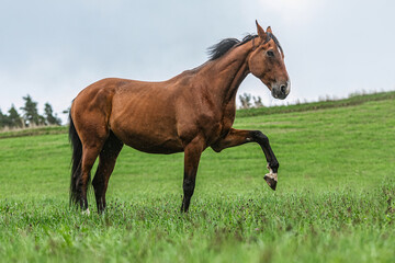 Portrait of a bay brown trotter horse showing a trick on a meadow  outdoors at a rainy bad weather...