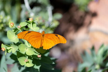 The Dryas iulia butterfly warms its wings atop lush green foliage in the sunshine