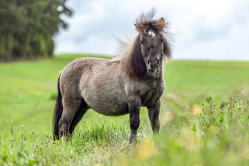 Portrait of a cute and pretty dun pinto shetland pony stallion in late summer outdoors at a rainy...