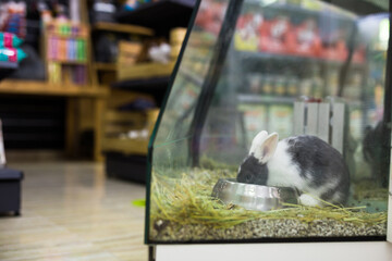 Showcase with bedding and rabbit inside in salesroom of pet shop.