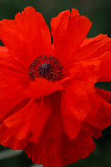 red poppy flower