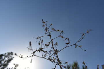 Tree branches against blue sky