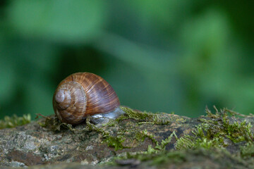 Nahaufnahme einer Schnecke die über Holz mit Moos kriecht