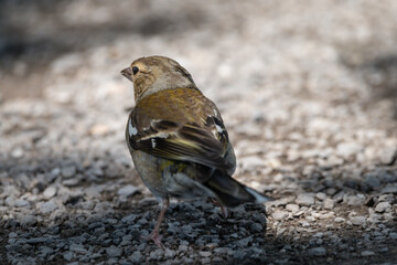 Nahaufnahme Sperling Vogel sucht nach Futter und hüpft herum