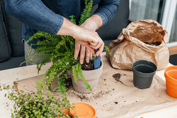 Gardener man transplants home plants. A man pours soil into a fern transplant pot. Home gardening