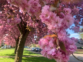 Sakura blooms in garden in spring
