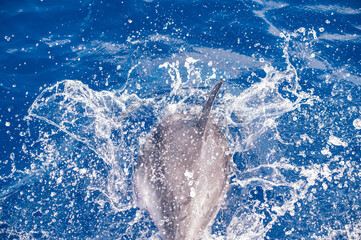 Delfin schwimmt neben Boot und taucht in die Wellen ein © mathias.elle