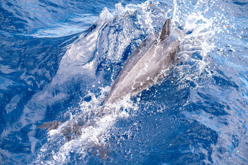 Delfin schwimmt neben Boot und taucht in die Wellen ein © mathias.elle