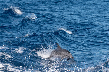 Delfin springt durch Welle und hat Spaß  © mathias.elle