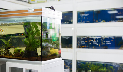 Aquarium with goldfish and algae for sale in the pet shop