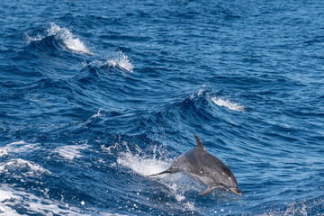 Delfin springt durch Welle und hat Spaß  © mathias.elle