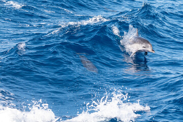 Delfin springt durch Welle und hat Spaß 