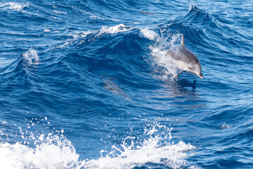 Delfin springt durch Welle und hat Spaß  © mathias.elle