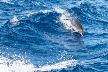 Delfin springt durch Welle und hat Spaß  © mathias.elle