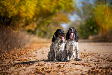 Two adorable black and white spaniels are sitting in an autumn park. Hunting gun dogs on a...
