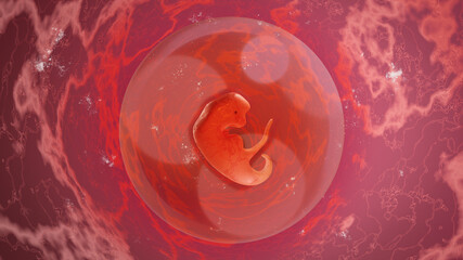 Obraz na płótnie Canvas Human embryo for 3 weeks, in the womb. 3 Weeks Pregnant. Medical illustration, 3D Rendering.