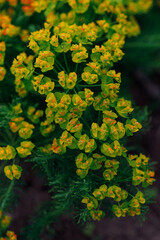 green flowers in the garden