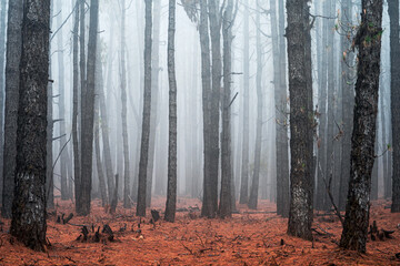 Foggy forest.