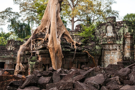 Tree trunk and roots between Angkor wat temples