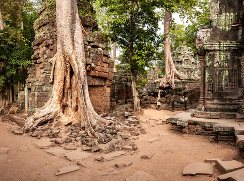 Tree trunk and roots between Angkor wat temples