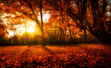 Fototapeta premium An autumn scene, falling leaves, digital art