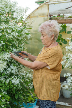 Senior woman pruning blooming bush