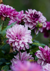 Obraz premium flowers in the garden, photo for wallpaper or postcard, beautiful desktop background