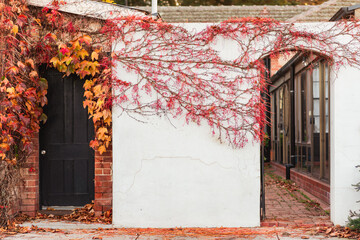 vine covered house in autumn