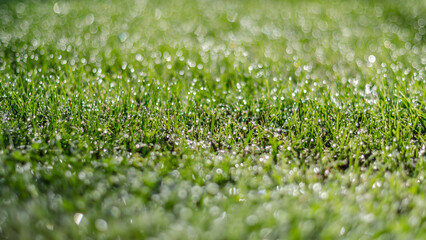 Dew on the grass, natural background