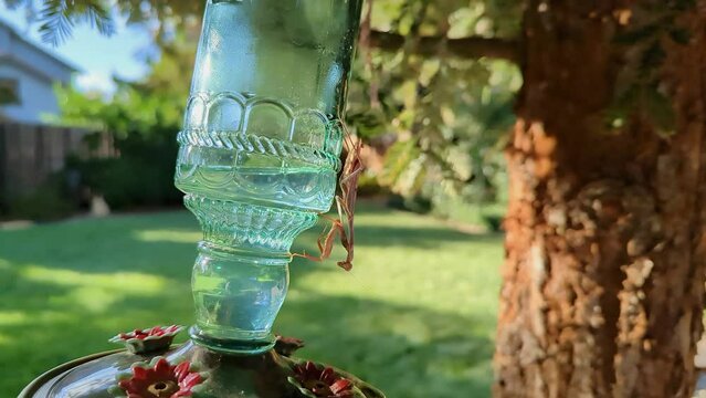 Praying mantis sitting still on a hummingbird feeder next to redwood tree