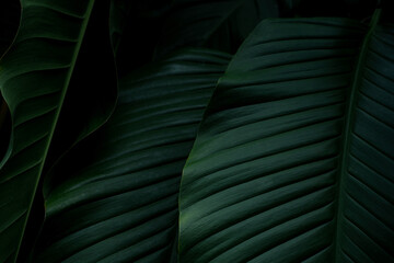 Plakat Closeup Of Green Leaves Texture Background. Tropical Leaf