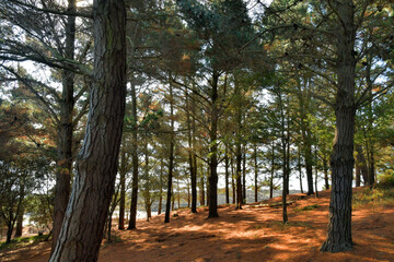 Beautiful pine trees in Brittany